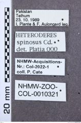 Etikette zu Heteroderes spinosus (NHMW-ZOO-COL-0010321)